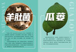 羊肚菌 瓜蒌海报