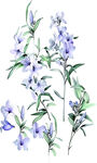 乱花 大花 手绘花
