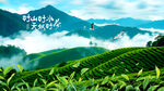 高山茶园