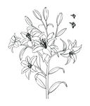 百合花素材 