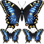 蓝色翅膀蝴蝶