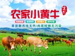 农家小黄牛