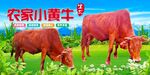 农家黄牛