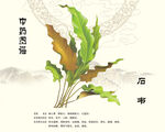 石韦中药石韦