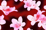 手绘花