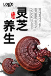 灵芝