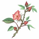 洛神花玫瑰