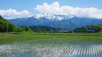 高山冷水田