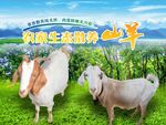 山羊