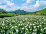 蓝天白云山坡芍药花海