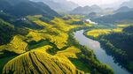 高清油菜花全景