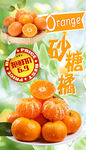 沙糖桔