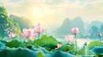 荷花高清电脑桌面壁纸