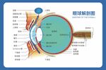 眼球解剖图