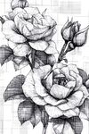 玫瑰花黑白线描画