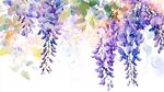 唯美紫藤花水彩插画