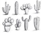 仙人掌手绘素材