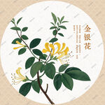 金银花