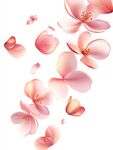花瓣手绘桃花