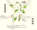 马兜铃天仙藤