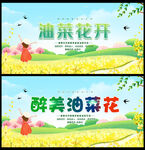 油菜花节