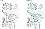 荷花 矢量图