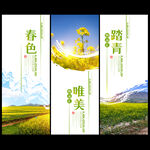 油菜花