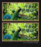 孔雀