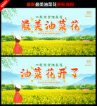 油菜花背景