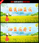 油菜花