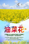 油菜花