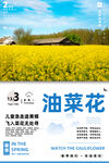 油菜花