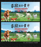 草原散养黄牛