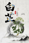 白芷