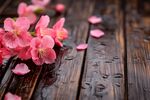 木上娇樱 雨润花瓣