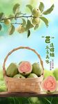  红芭乐