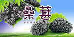 桑葚