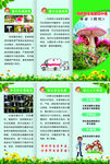 预防野生菌中毒