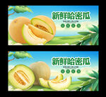 哈密瓜