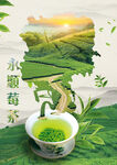 永顺莓茶