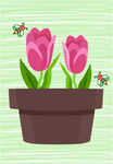 花盆中的粉色郁金香