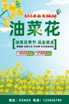 油菜花