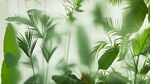 雾气磨砂膜效果绿植贴图