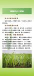 水稻种植技术要点介绍易拉宝展架
