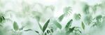 雾气磨砂膜效果绿植贴图