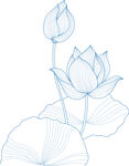 线描荷花图 矢量图