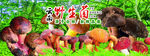 野生菌广告