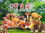 野生菌海报