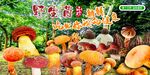 野生菌海报