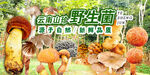 野生菌海报